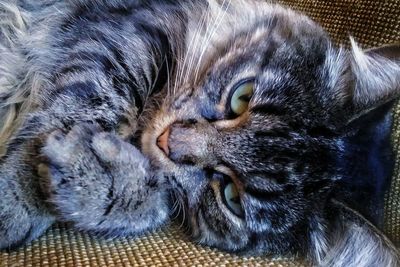 Close-up of cat lying down