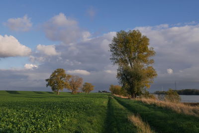 Trees on field against sky