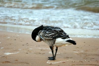 Close-up of bird on beach