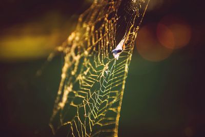 Close-up of spider on web