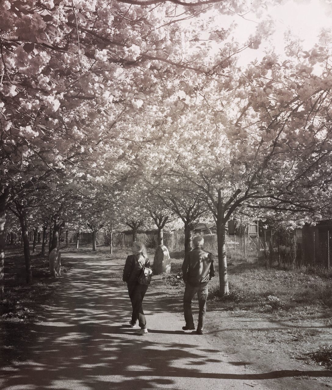 tree, walking, rear view, lifestyles, full length, person, men, the way forward, leisure activity, growth, park - man made space, branch, nature, footpath, tree trunk, treelined, street, day