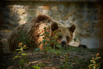 Brown bear sitting on the ground