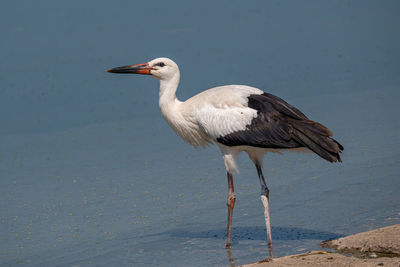 Bird perching on a beach