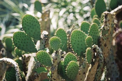 Close-up of prickly pear cactus