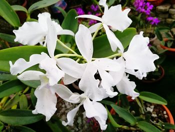 Close-up of flowers blooming outdoors