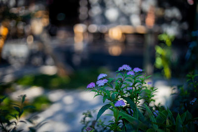 Close-up of purple flowering plant