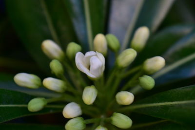 Close-up of plants growing outdoors