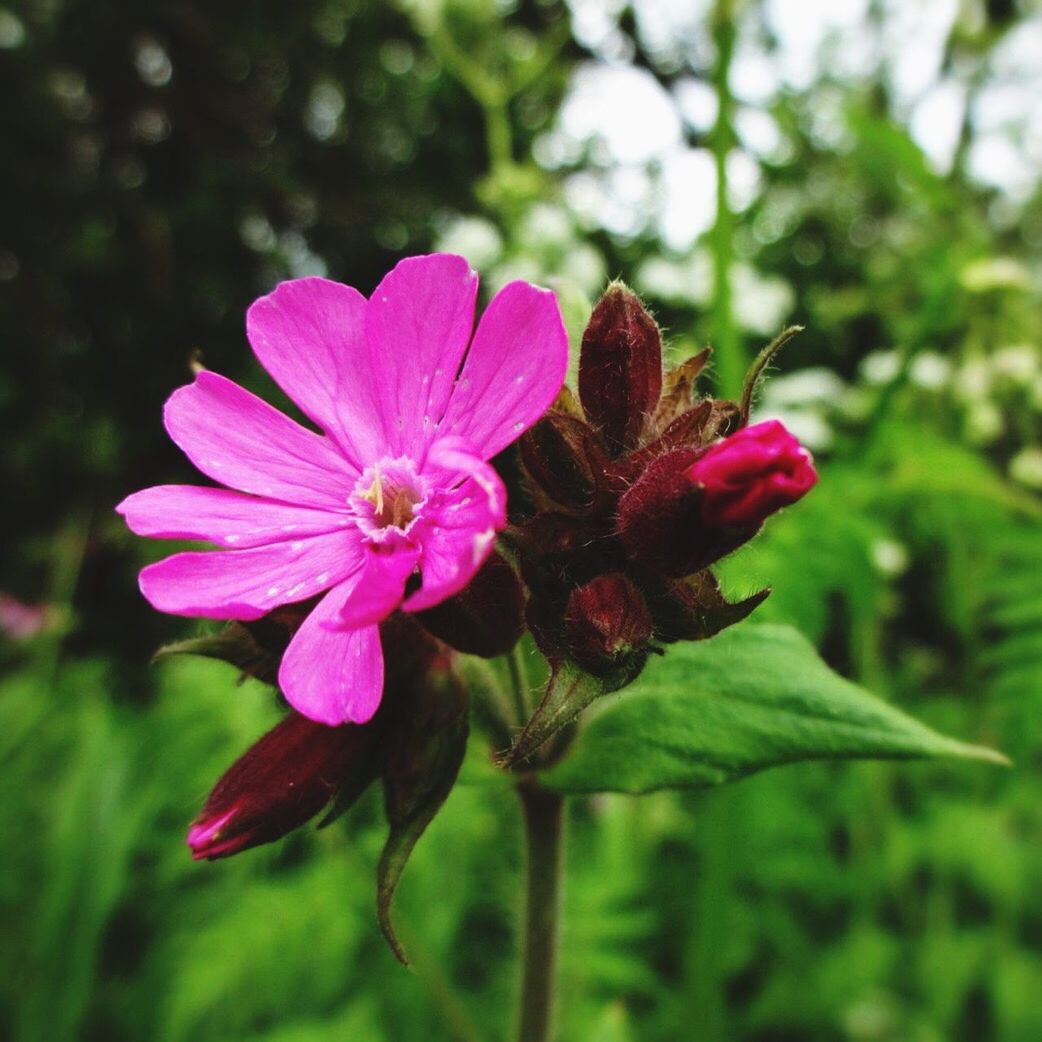 flower, freshness, petal, fragility, growth, flower head, pink color, close-up, focus on foreground, beauty in nature, blooming, nature, plant, in bloom, pollen, single flower, park - man made space, day, stamen, blossom