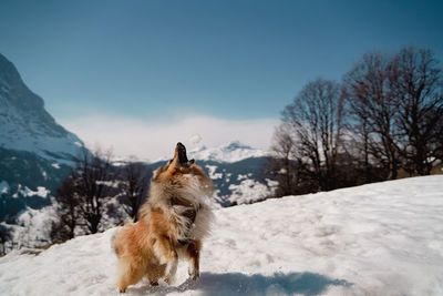 Dog on snow covered landscape