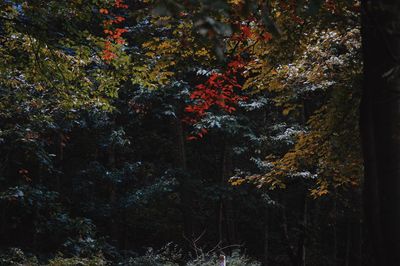 Full frame shot of trees