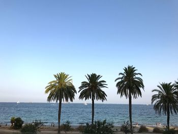 Palm trees on beach against clear sky