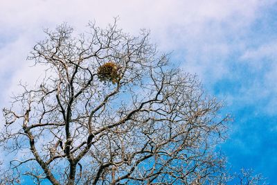 Low angle view of tree against blue sky