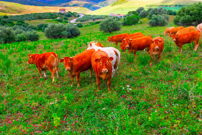 Cows standing in a field