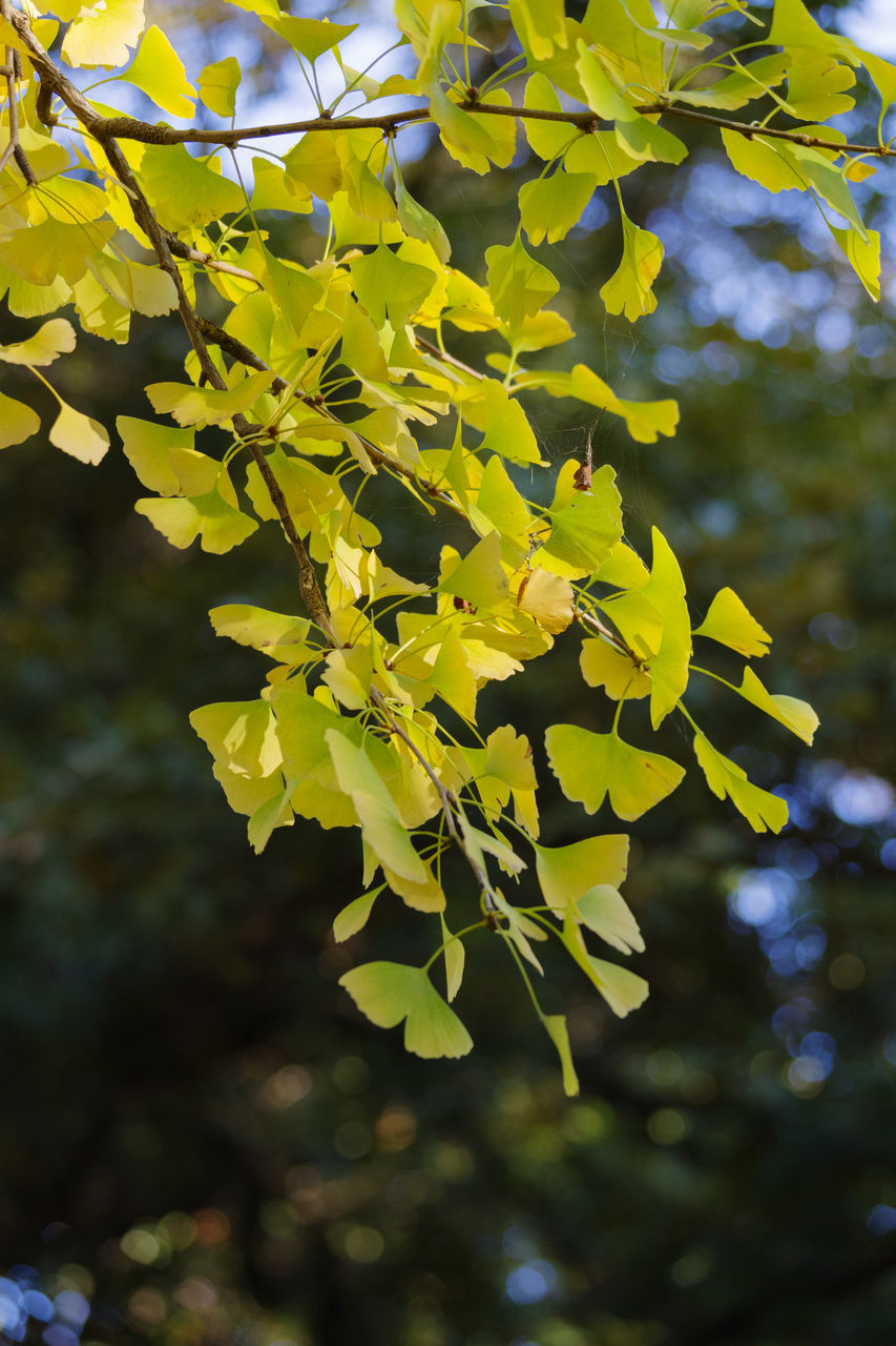 LOW ANGLE VIEW OF LEAVES AGAINST TREE