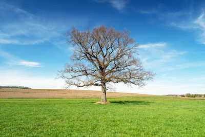 Bare tree on field against sky