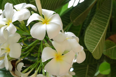 Close-up of white flowering plant