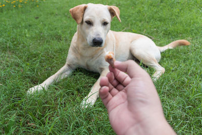 Close-up of a hand holding dog on field