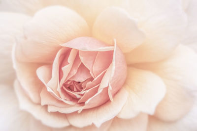 Close-up of pink rose