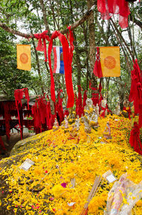 Red flowers on tree trunk