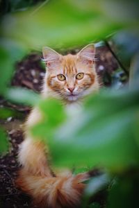 Close-up portrait of cat by plant