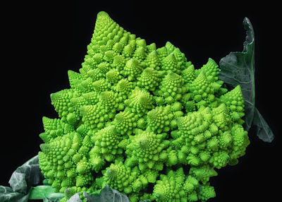 Close-up of green leaves against black background