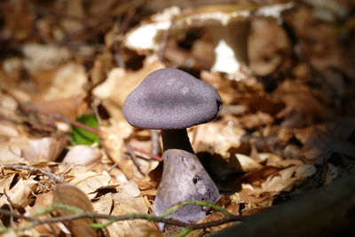 Cortinarius violaceus is an edible and very decorative mushroom in central europe