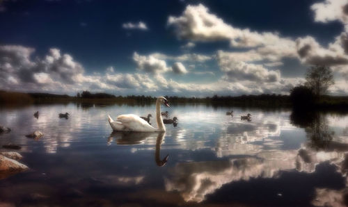 Bird flying over lake