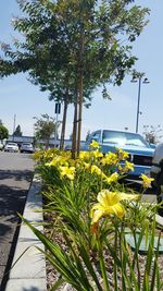 Yellow flowers on road