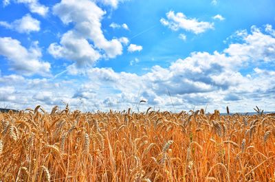 View of stalks in field against cloudy sky