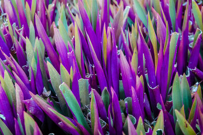 Full frame shot of purple flowering plants