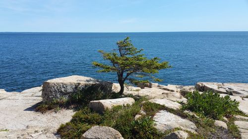 Tree growing on rocky sea shore against sky