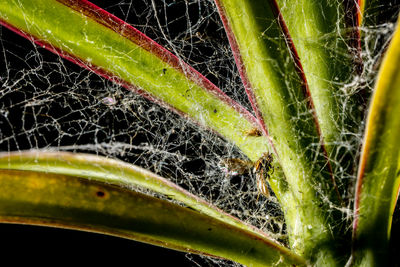 Close-up of spider on web