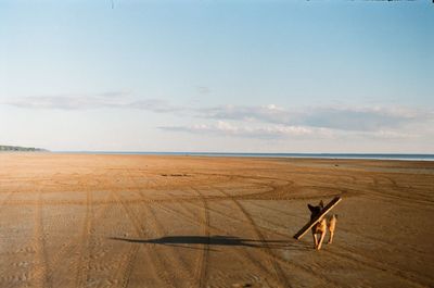 Dog carrying stick in mouth at sandy beach against sky