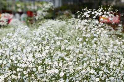 Close-up of fresh white flowers blooming in park