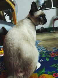 Close-up of a cat looking away