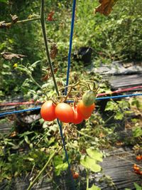 Close-up of tomatoes growing on plant