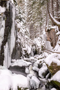 Snow covered trees in forest