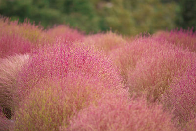 Pink flowering plants on field