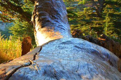 Close-up of log on tree stump