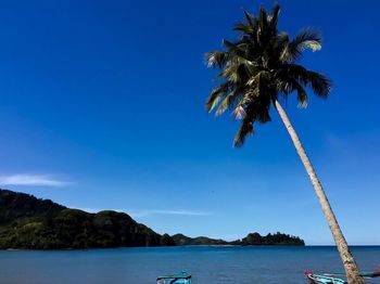 View of palm trees on beach