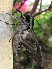Close-up of butterfly on flower