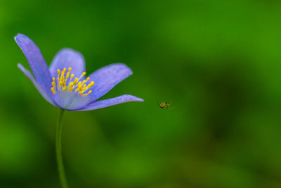 Close-up of purple crocus flower