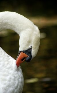 Close-up of bird on white background