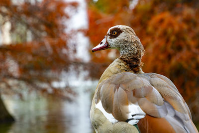 Close-up of duck