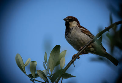 Low angle view of bird perching on plant against sky