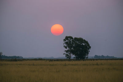 Scenic view of field against clear sky