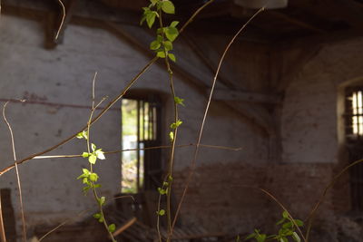 Close-up of plant against building