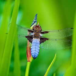 Close-up of dragonfly on leaf