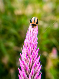 Close-up of insect on flower