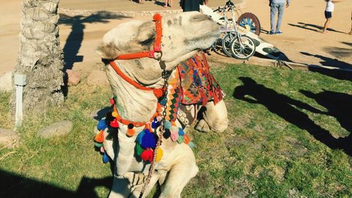 Horse feeding on grass